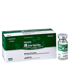 Himmvac IB Live Vaccine